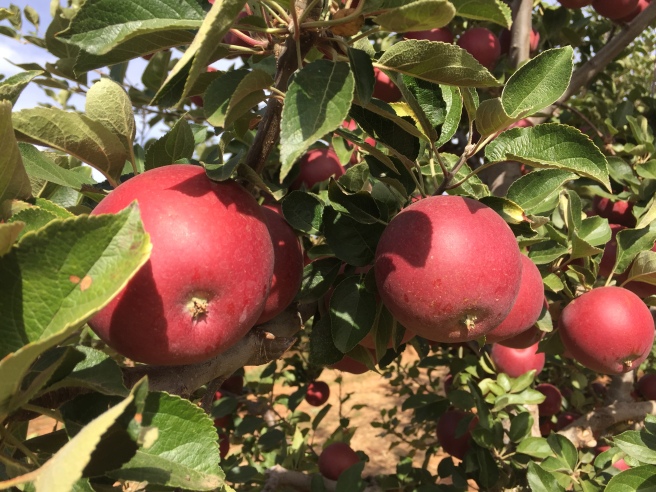 Apple Hill_Rainbow Orchards